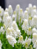 Мускари Аучери Уайт Мейджик (Muscari White Magic), 20 шт (разбор 7/8)