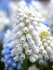 Мускари Аучери Уайт Мейджик (Muscari White Magic), 20 шт (разбор 7/8)