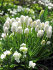 Мускари Аучери Уайт Мейджик (Muscari White Magic), 20 шт (разбор 7/8)