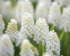Мускари Аучери Уайт Мейджик (Muscari White Magic), 20 шт (разбор 7/8)