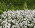 Мускари Аучери Уайт Мейджик (Muscari White Magic), 20 шт (разбор 7/8)