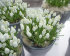 Мускари Аучери Уайт Мейджик (Muscari White Magic), 20 шт (разбор 7/8)