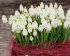 Мускари Аучери Уайт Мейджик (Muscari White Magic), 20 шт (разбор 7/8)