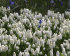 Мускари Аучери Уайт Мейджик (Muscari White Magic), 20 шт (разбор 7/8)
