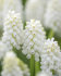 Мускари Аучери Уайт Мейджик (Muscari White Magic), 20 шт (разбор 7/8)