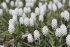 Мускари Аучери Уайт Мейджик (Muscari White Magic), 20 шт (разбор 7/8)