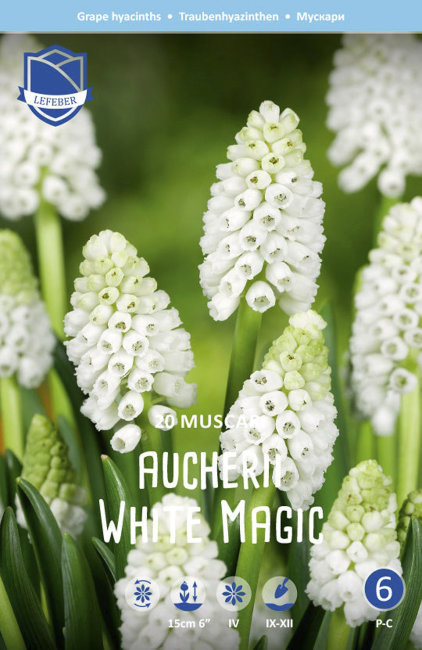 Мускари Аучери Уайт Мейджик (Muscari White Magic), 20 шт (разбор 7/8)