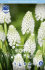 Мускари Аучери Уайт Мейджик (Muscari White Magic), 20 шт (разбор 7/8)