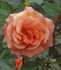 Роза Элисон (Alison), 1 шт