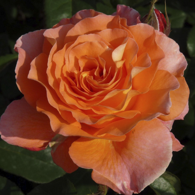 Роза Элисон (Alison), 1 шт