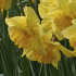 Нарцисс Карлтон (Narcissus Carlton), 25 шт (разбор 12/14)