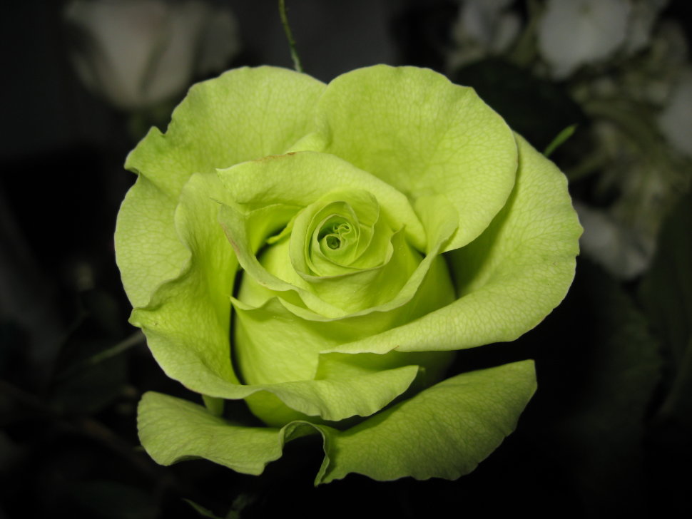 Роза чайно гибридная зеленый чай фото