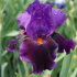 Ирис высокорослый Локал Колор (Iris Local Color)