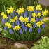 Мускари Арменикум (Muscari armeniacum), 10 шт (разбор 7/8)
