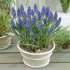 Мускари Арменикум (Muscari armeniacum), 10 шт (разбор 7/8)