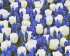 Мускари Арменикум (Muscari armeniacum), 10 шт (разбор 7/8)