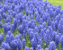 Мускари Арменикум (Muscari armeniacum), 10 шт (разбор 7/8)
