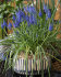 Мускари Арменикум (Muscari armeniacum), 10 шт (разбор 7/8)