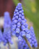 Мускари Арменикум (Muscari armeniacum), 10 шт (разбор 7/8)