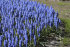 Мускари Арменикум (Muscari armeniacum), 10 шт (разбор 7/8)