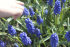 Мускари Арменикум (Muscari armeniacum), 10 шт (разбор 7/8)