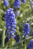 Мускари Арменикум (Muscari armeniacum), 10 шт (разбор 7/8)