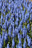 Мускари Арменикум (Muscari armeniacum), 10 шт (разбор 7/8)