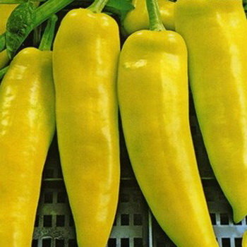 Купить семена Перец острый Венгерский желтый в магазине Первые Семена по цене 21 руб.
