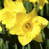 Нарцисс Гигантик Стар (Narcissus Gigantic Star), 10 шт (разбор 12/14)