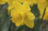 Нарцисс Гигантик Стар (Narcissus Gigantic Star), 10 шт (разбор 12/14)