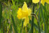 Нарцисс Гигантик Стар (Narcissus Gigantic Star), 10 шт (разбор 12/14)