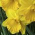 Нарцисс Гигантик Стар (Narcissus Gigantic Star), 10 шт (разбор 12/14)