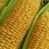 Кукуруза сахарная Ранняя лакомка 121, 7 г