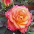 Роза чайно-гибридная Липстик (Lipstick)