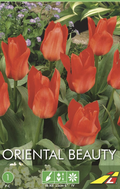 Тюльпан Ориентал Бьюти (Tulipa Oriental Beauty), 5 шт (разбор 11/12)