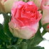 Роза чайно-гибридная Малибу (Malibu)
