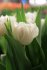 Тюльпан Норс Кэп (Tulipa North Cap), 10 шт (разбор 11/12)