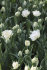 Тюльпан Норс Кэп (Tulipa North Cap), 10 шт (разбор 11/12)