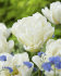 Тюльпан Норс Кэп (Tulipa North Cap), 10 шт (разбор 11/12)