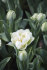 Тюльпан Норс Кэп (Tulipa North Cap), 10 шт (разбор 11/12)