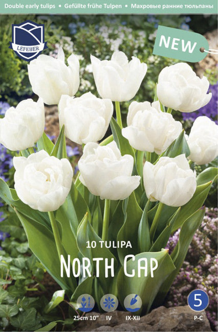 Тюльпан Норс Кэп (Tulipa North Cap), 10 шт (разбор 11/12)