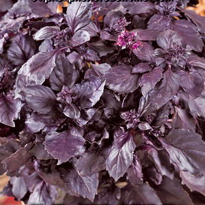 Базилик овощной Фиолетовый крупнолистный, 0.1 г