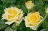 Роза чайно-гибридная Махона (Mohana)