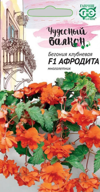 Бегония ампельная Афродита F1, 4 шт семян
