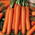 Морковь Бессердцевидная (драже), 300 шт