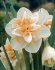Нарцисс Дельнашо (Narcissus Delnashaugh), 5 шт (разбор 12/14)