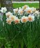 Нарцисс Дельнашо (Narcissus Delnashaugh), 5 шт (разбор 12/14)