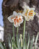 Нарцисс Дельнашо (Narcissus Delnashaugh), 5 шт (разбор 12/14)