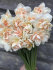 Нарцисс Дельнашо (Narcissus Delnashaugh), 5 шт (разбор 12/14)