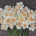 Нарцисс Дельнашо (Narcissus Delnashaugh), 5 шт (разбор 12/14)
